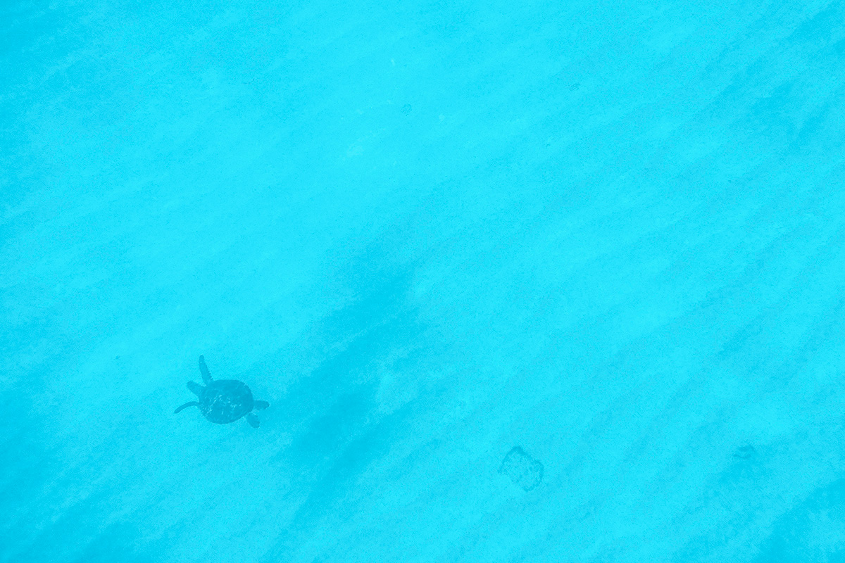 新島エコツアーズ YABIYO