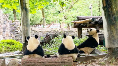 パンダ天国、中国・成都ってどんなとこ？ 編集部Ｉのモフモフ＆シビカラ体験レポ【前編】