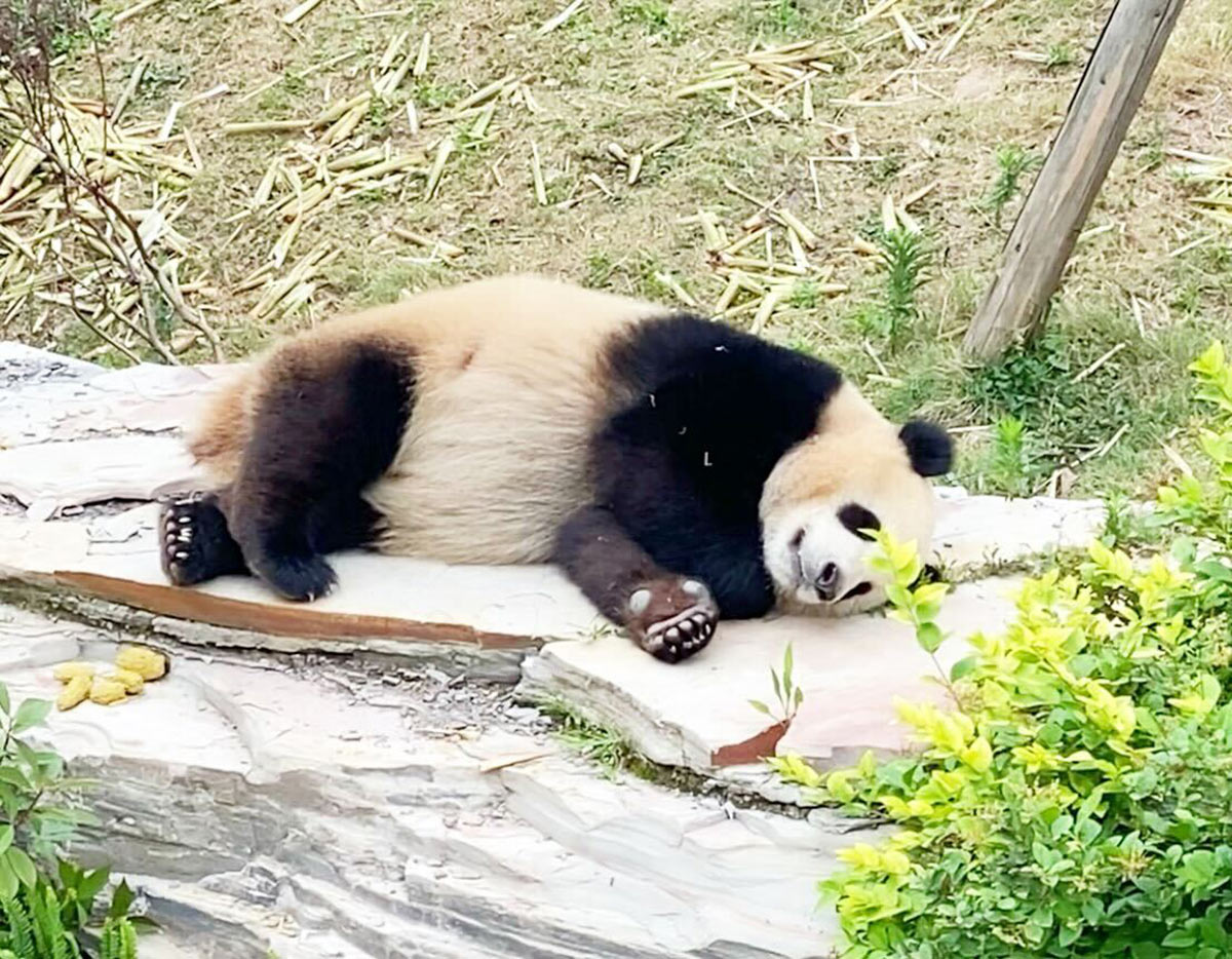 中国成都のパンダ