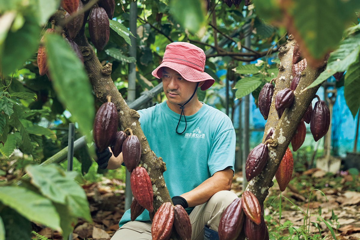 いくつもの品種が育つ自家農園でカカオのチェックをする川合さん。