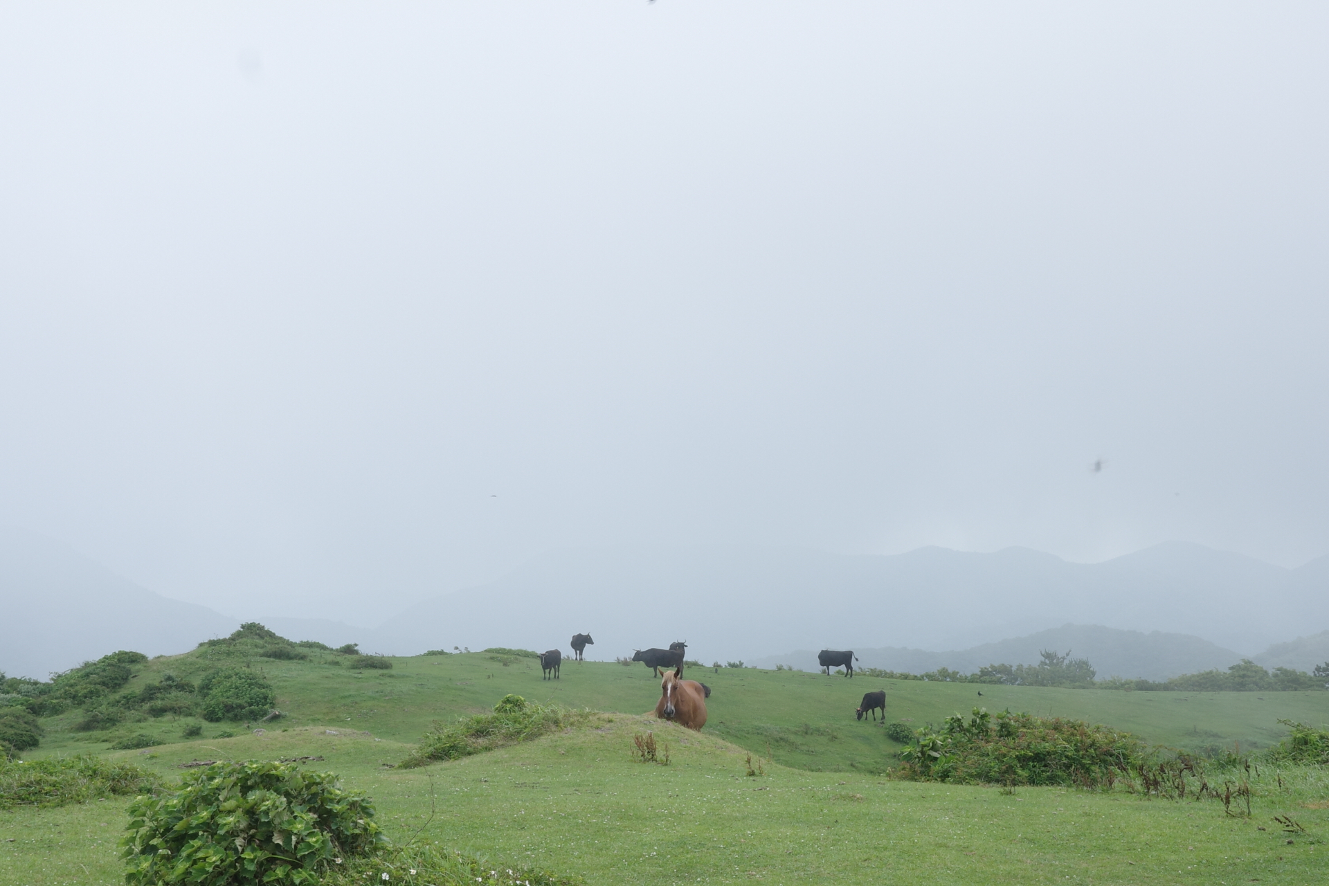 西ノ島〈摩天崖〉