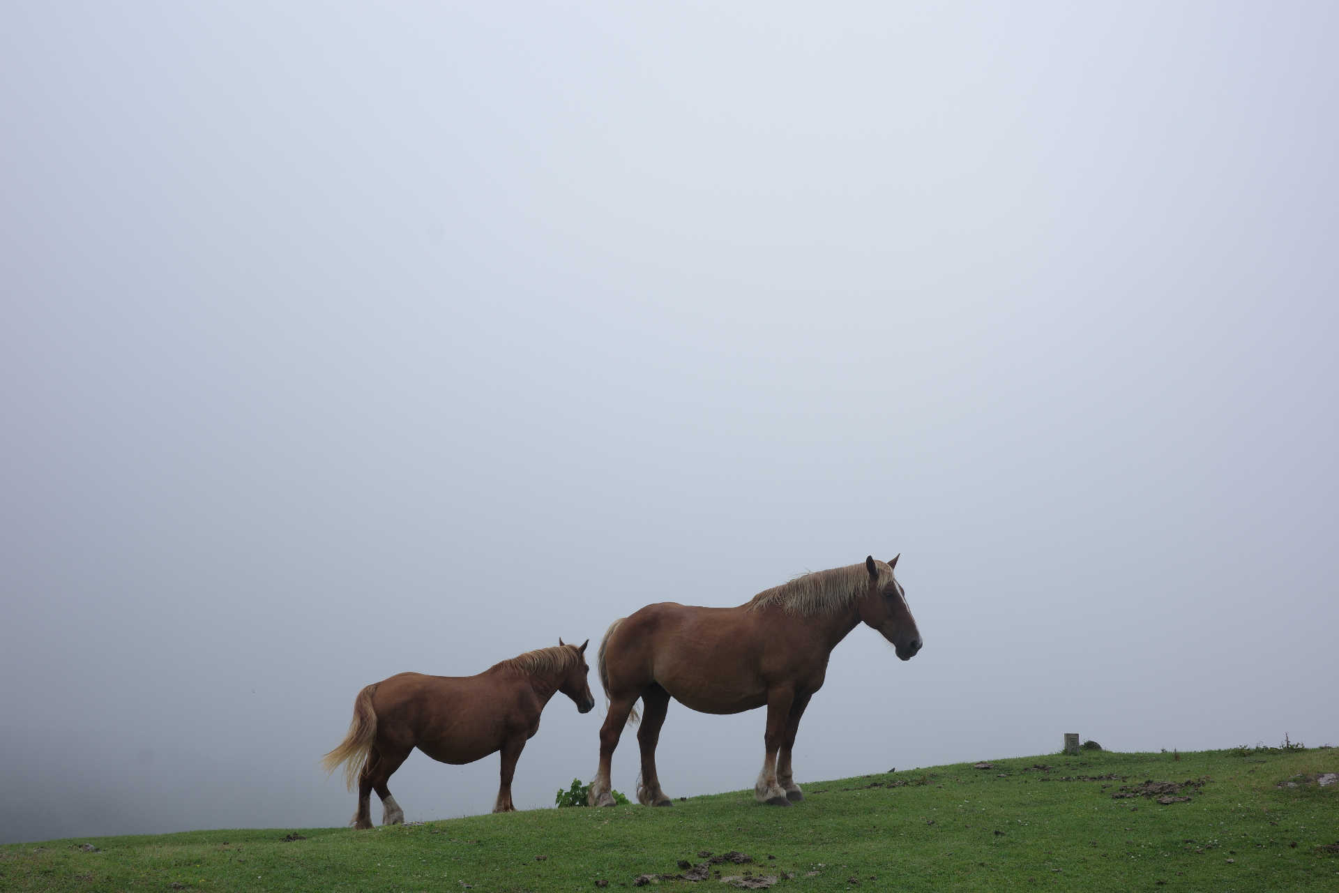 西ノ島〈摩天崖〉の馬