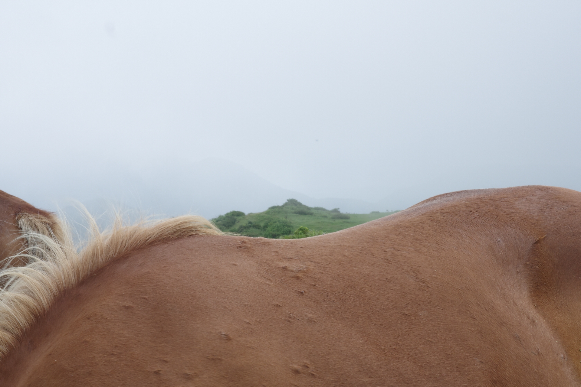 西ノ島〈摩天崖〉の馬