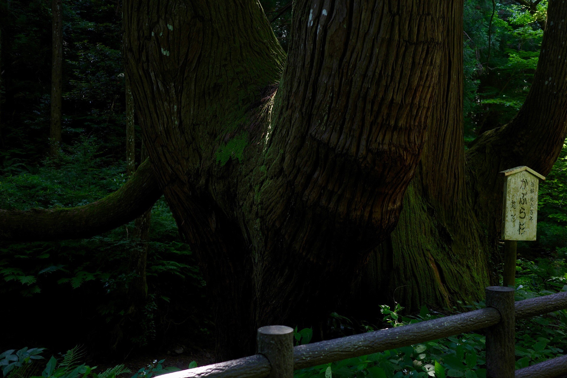 隠岐のかぶら杉