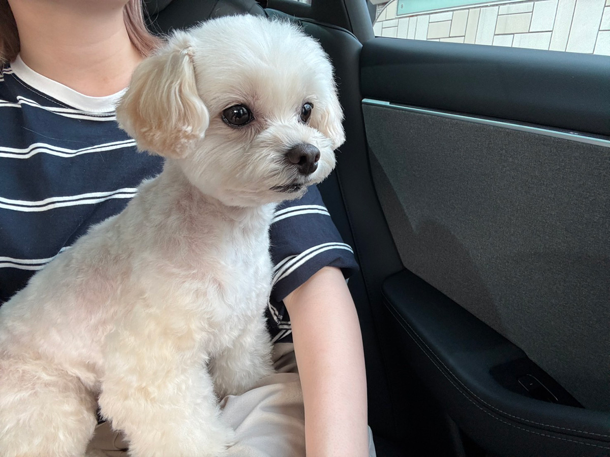 きゃりーぱみゅぱみゅの犬