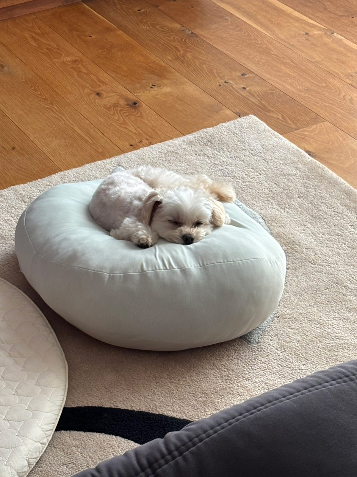 きゃりーぱみゅぱみゅの犬