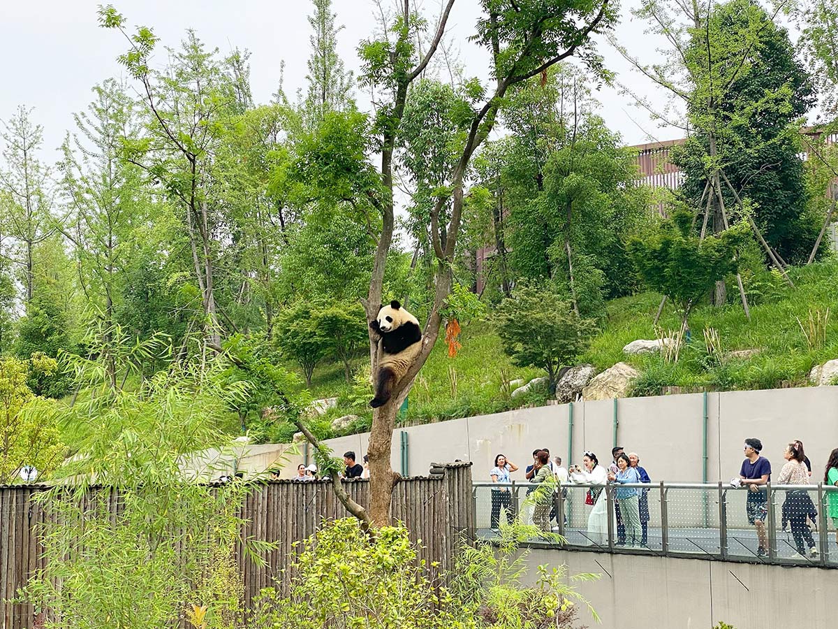成都ジャイアントパンダ繁殖研究基地のパンダ