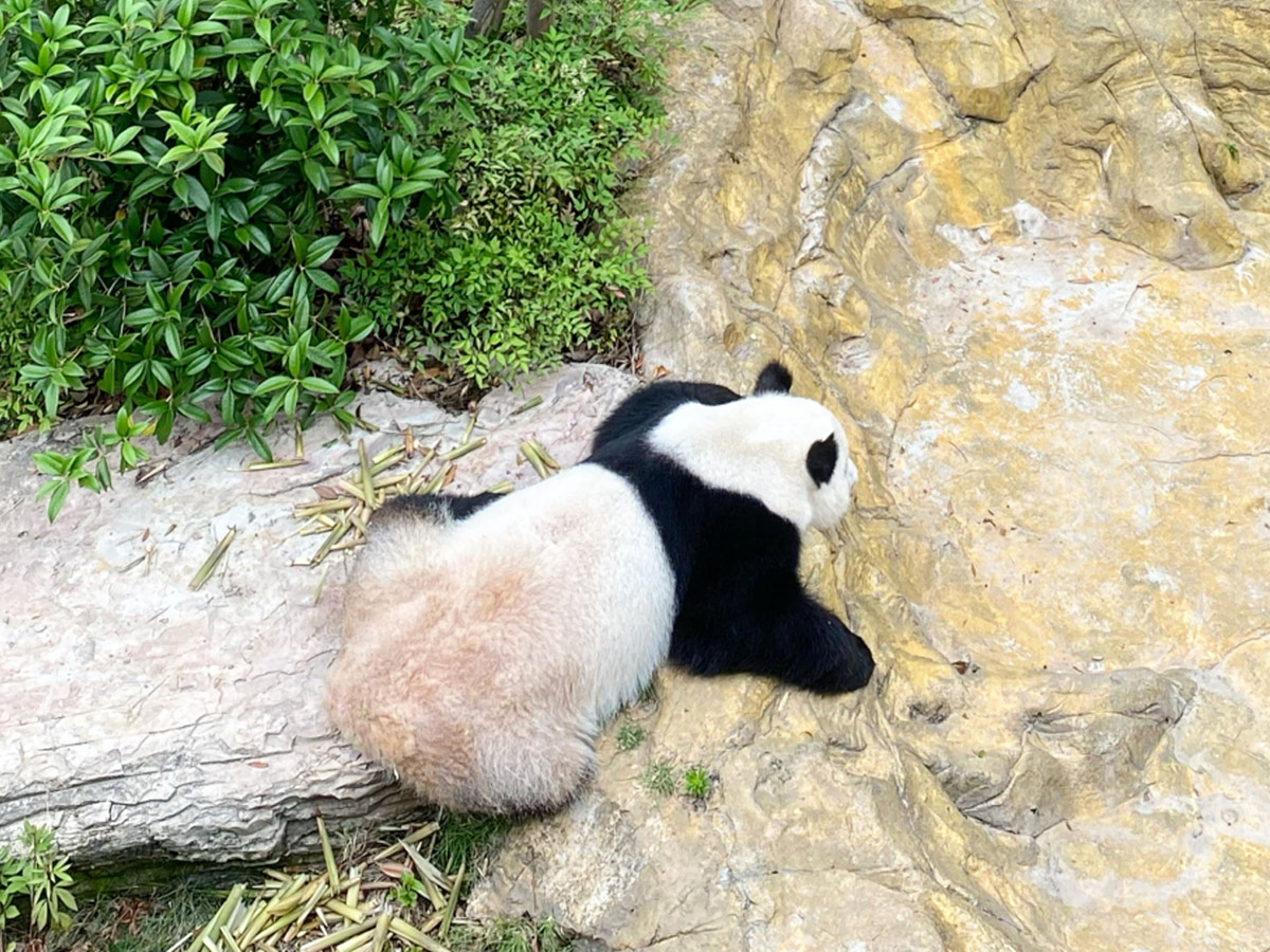 成都ジャイアントパンダ繁殖研究基地のパンダ