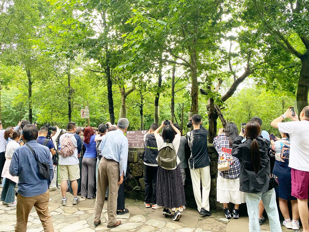 熊猫楽園(パンダバレー)