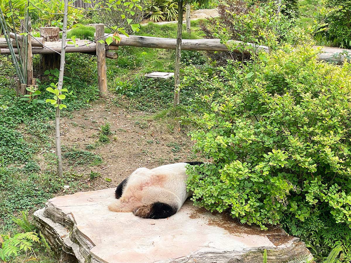 成都ジャイアントパンダ繁殖研究基地のパンダ