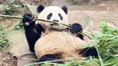 パンダ天国、中国・成都ってどんなとこ？編集Ｉのモフモフ＆シビカラ体験レポ【後編】