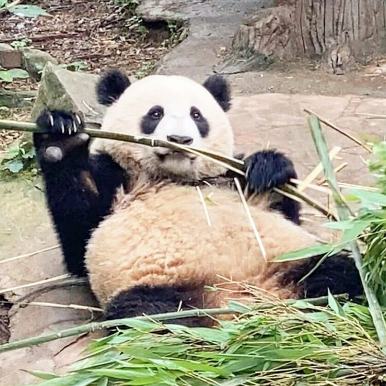 寝ながら爆食する、食いしん坊パンダも。
