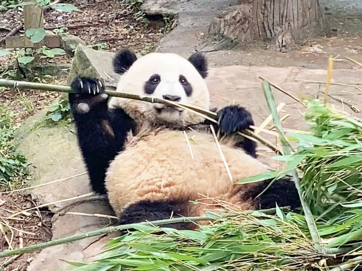 熊猫楽園(パンダバレー)のパンダ