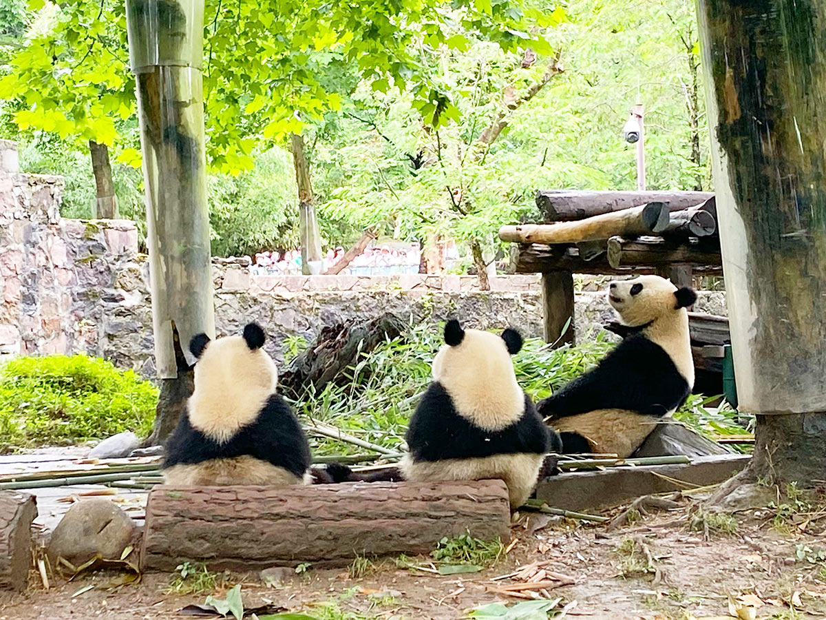 熊猫楽園(パンダバレー)のパンダ