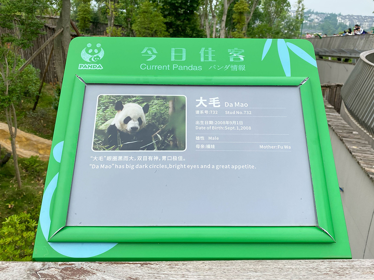 成都ジャイアントパンダ繁殖研究基地のパンダ