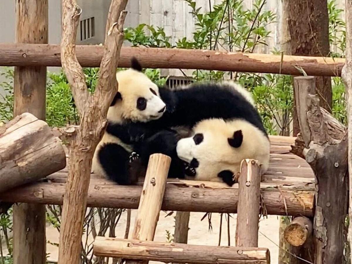 成都ジャイアントパンダ繁殖研究基地のパンダ