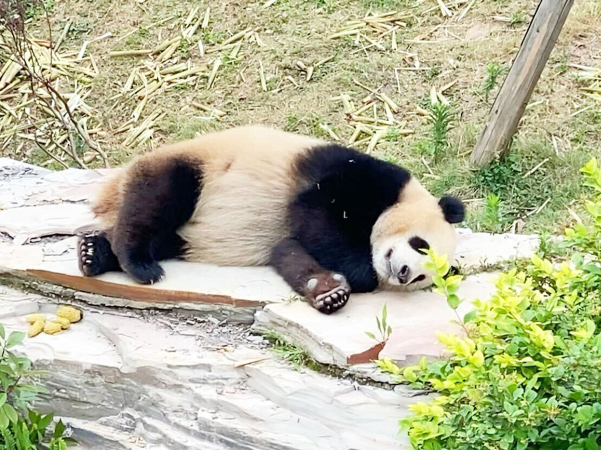 成都ジャイアントパンダ繁殖研究基地のパンダ