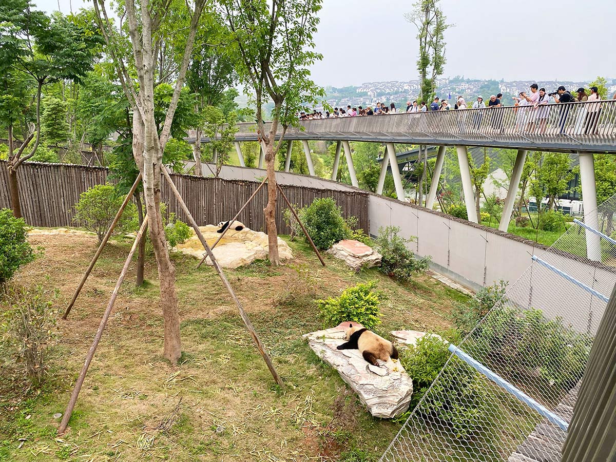 成都ジャイアントパンダ繁殖研究基地のパンダ