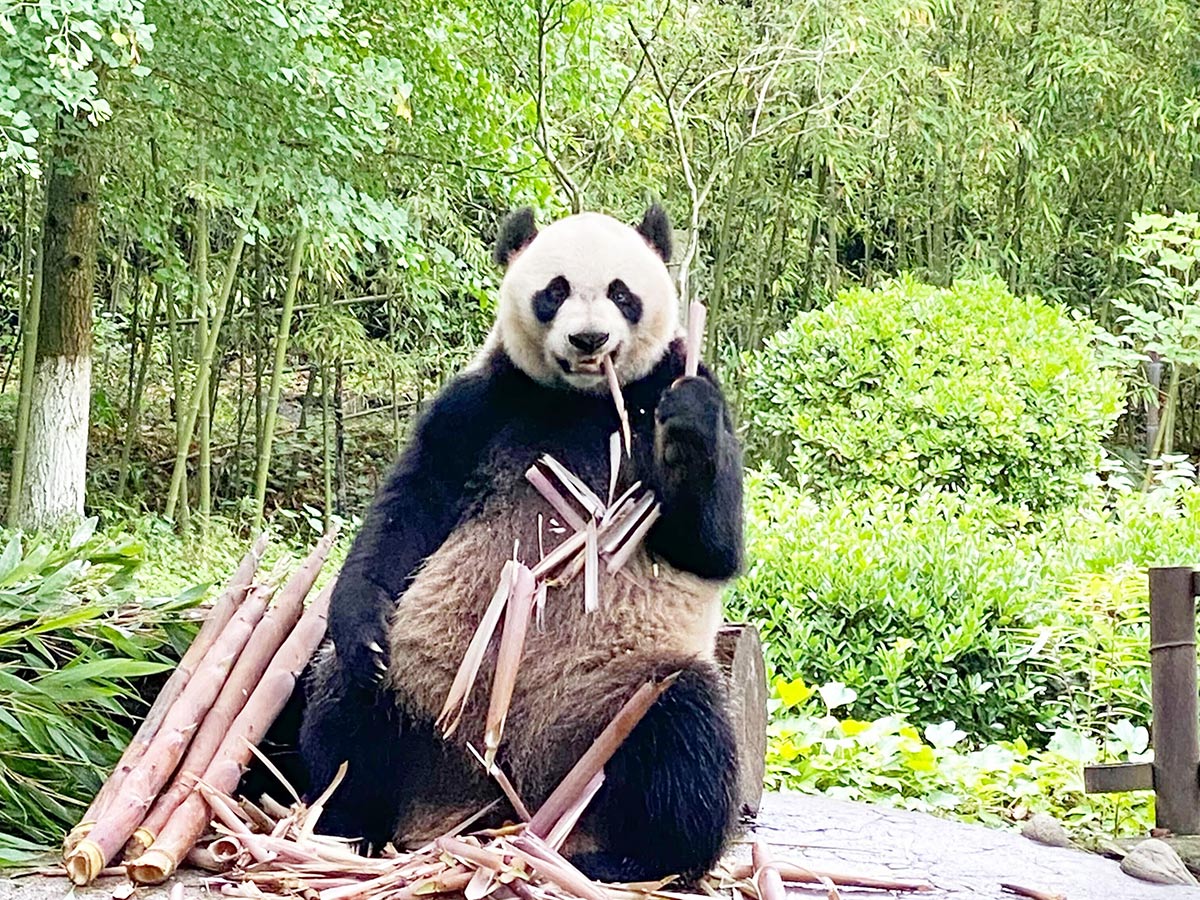 熊猫楽園(パンダバレー)のパンダ