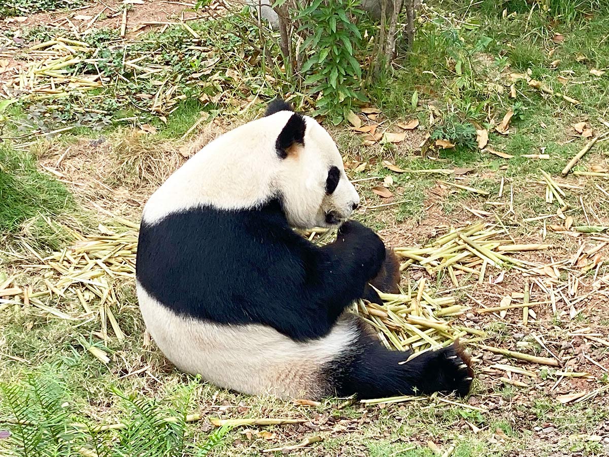 成都ジャイアントパンダ繁殖研究基地のパンダ