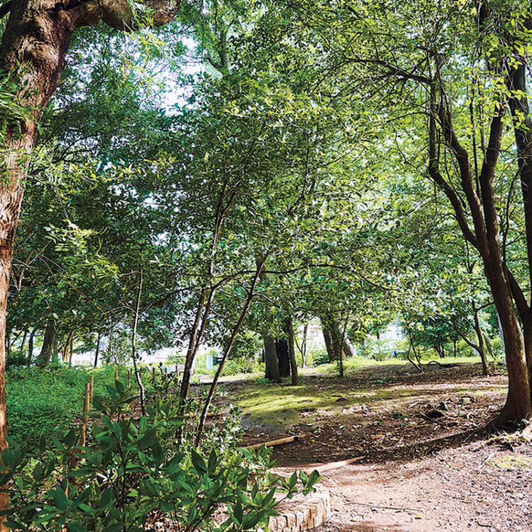 園内には、身近な樹木から、シマサルスベリ、ボダイジュなど、国内外の珍しい樹木も植えられている。