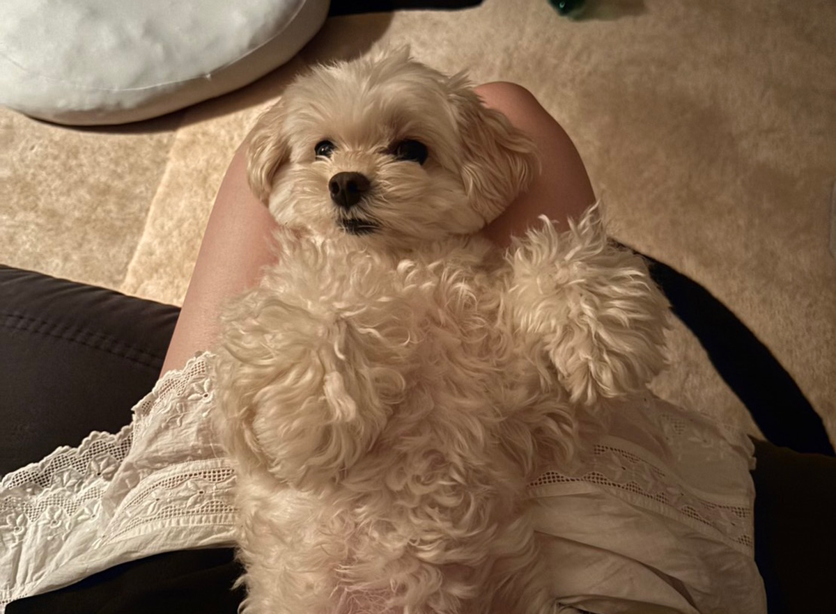 きゃりーぱみゅぱみゅのコラム　犬