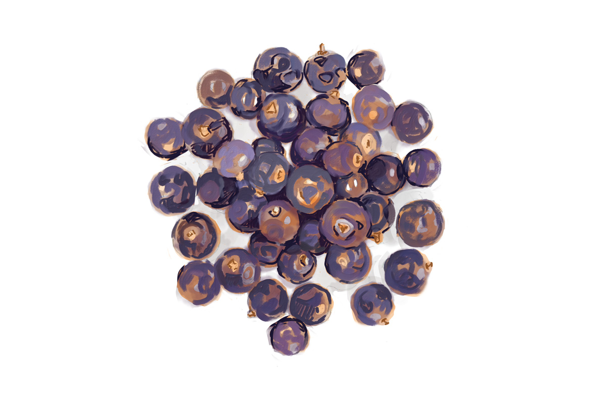 ジンの原料。ジュニパーベリー