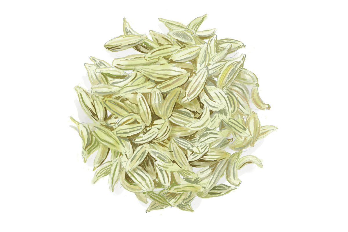 ジンの原料。フェンネル