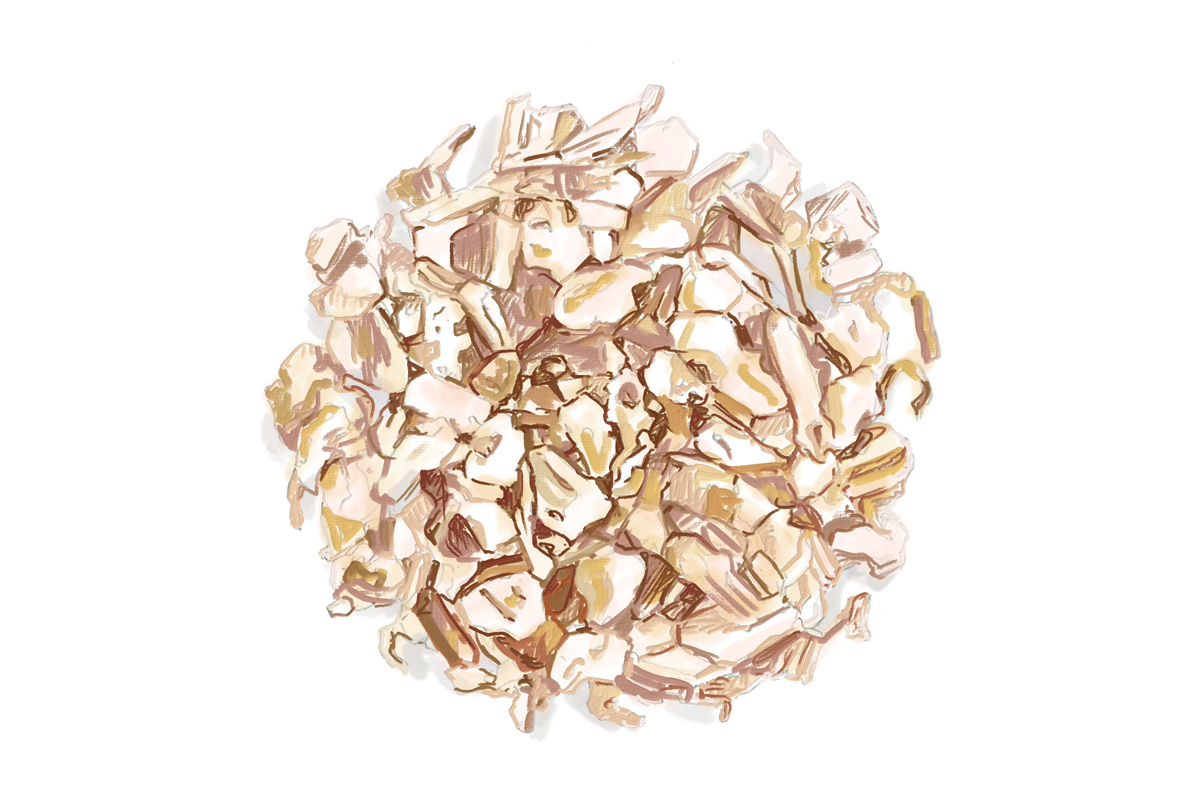 ジンの原料。アンジェリカ