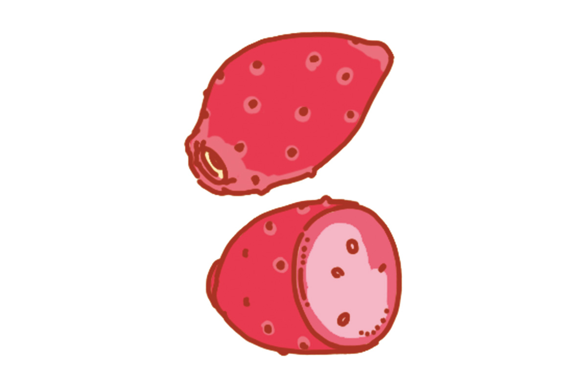 ウチワサボテンの実のイラスト