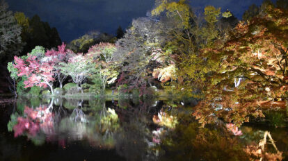 【京都】アートと融合した植物園で、この時期だけの紅葉ライトアップが開催中。