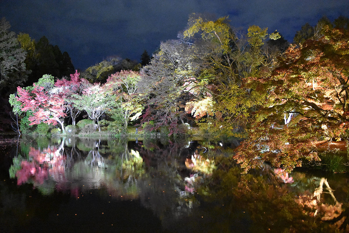 【京都】アートと融合した植物園で、この時期だけの紅葉ライトアップが開催中。