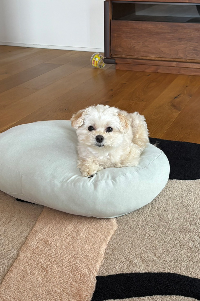 きゃりーぱみゅぱみゅの犬