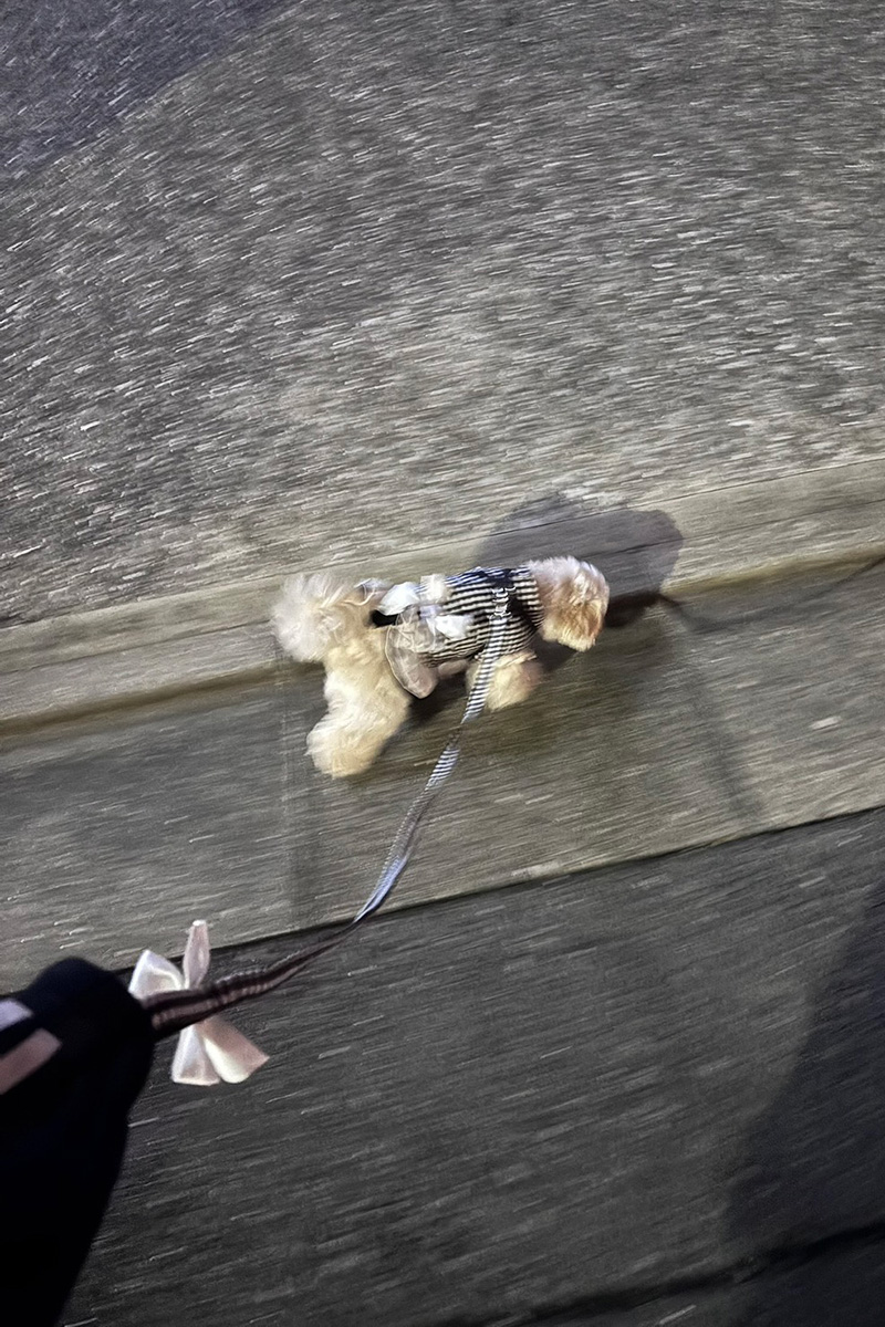 きゃりーぱみゅぱみゅの犬