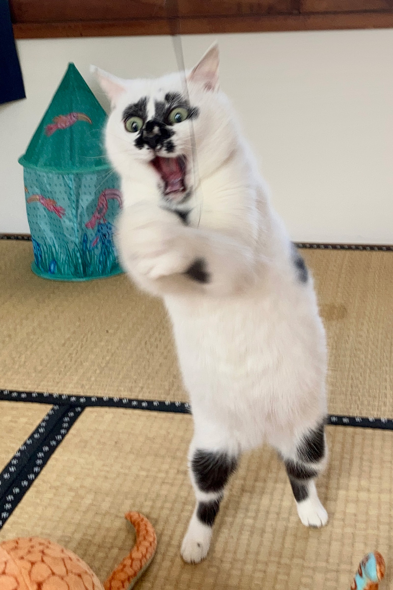 立ち上げって怒る猫