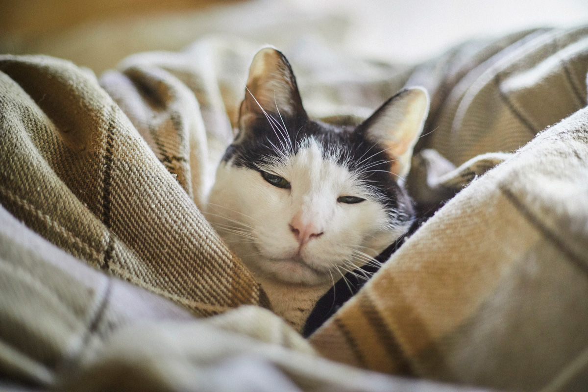 いい表情をした猫