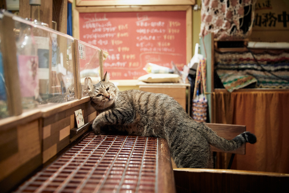 看板猫がいるお店