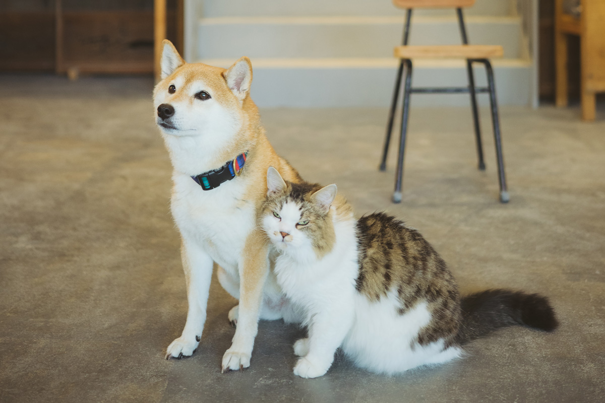 看板猫がいるお店