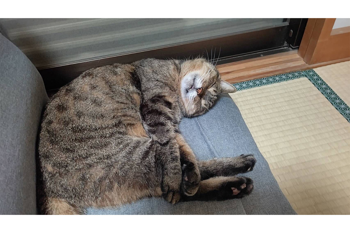畳の上で寝ている猫