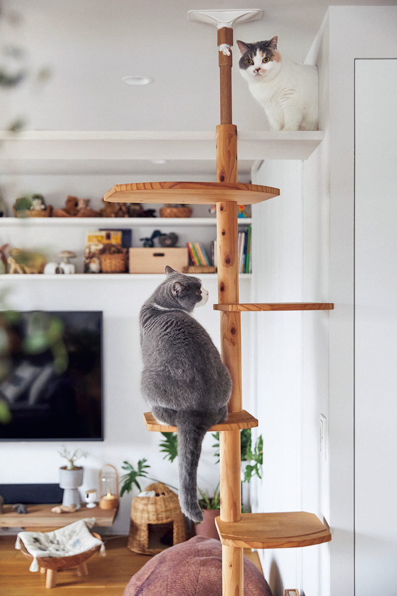 〈オルネコ〉商品企画の豊田知子さんの猫ファーストなおうち キャットタワー キャットウォーク