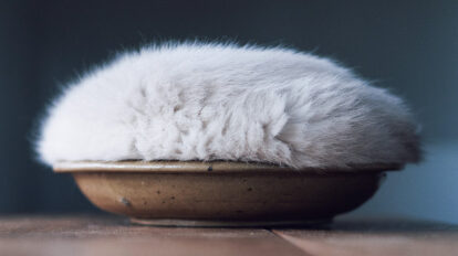 尊すぎるモフモフに悶絶。絶対に癒される奇跡の猫ショット7選