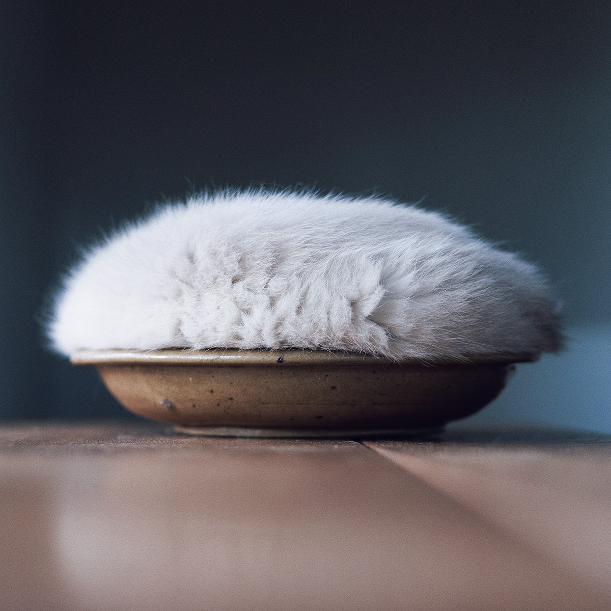 尊すぎるモフモフに悶絶。絶対に癒される奇跡の猫ショット7選