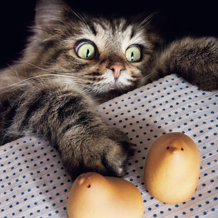 DMA-gammo-hiyoko-yoko5-のコピー