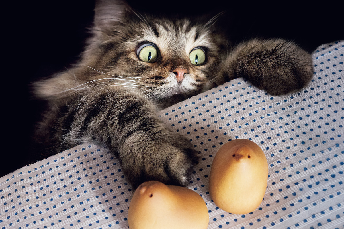 猫ファンの心をわしづかみ！ 食いしん坊な猫とわんぱくな猫たちのヒミツのショット。