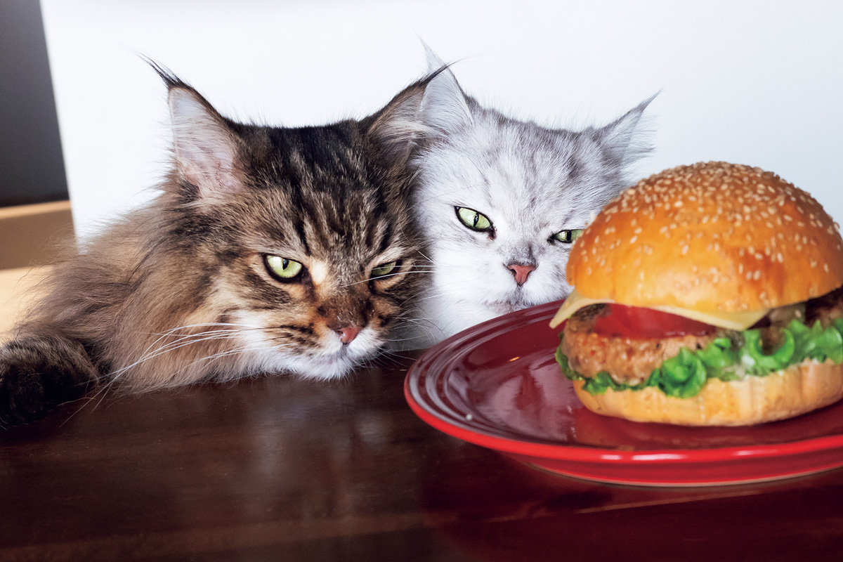 MARCOさんのがんもさんとおもちさん