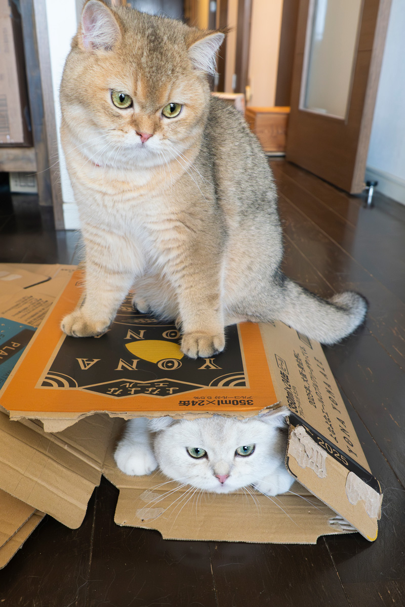 MARCOさんの万福さんと大福さん