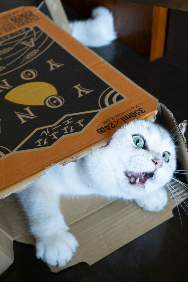 MARCOさんの大福さん