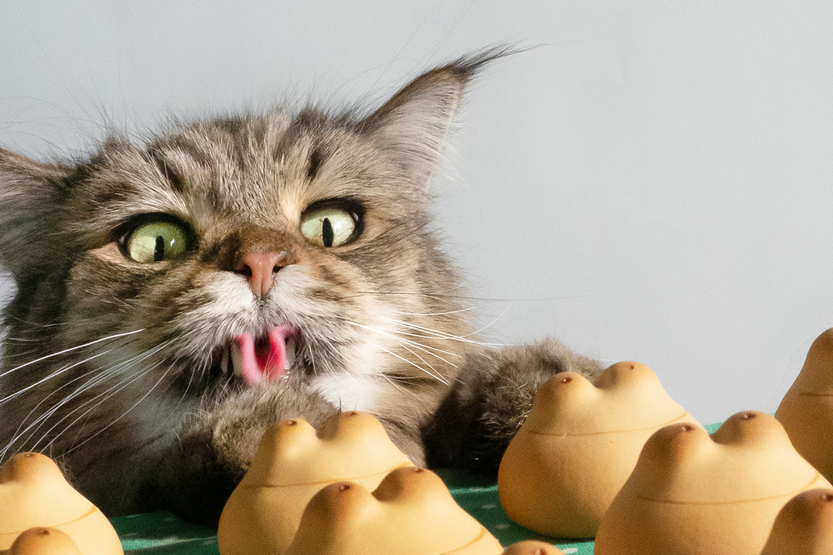 MARCOさんのがんもさん