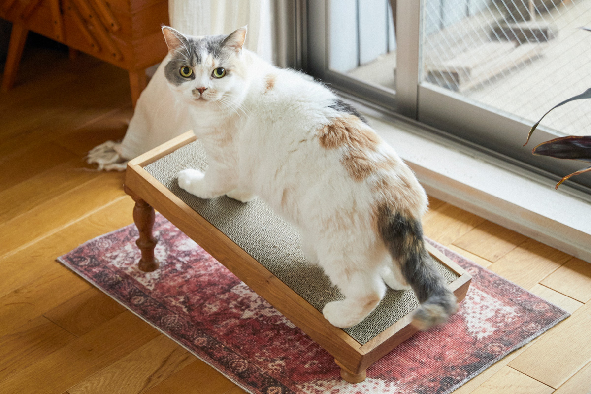 〈オルネコ〉商品企画の豊田知子さんの猫ファーストなおうち 爪研ぎ