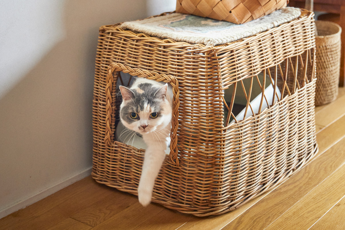 〈オルネコ〉商品企画の豊田知子さんの猫ファーストなおうち 猫トイレ